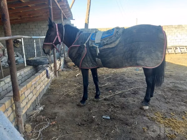 घोड़ा, Karabakh horse