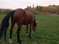 Yegua, Caballos — foto 3