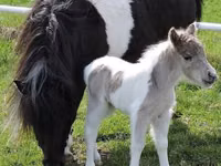 Horse (M), Miniature horse — photo 5
