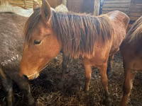 母马, Kustanai horse — 照片 3