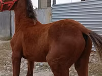 公马, Budyonny horse — 照片 4