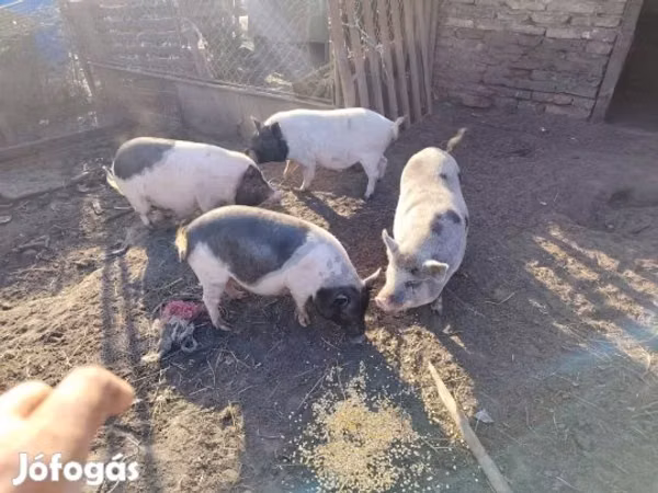 मादा सूअर, 