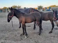 Caballo, Friesian — foto 2