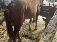 Yegua, Caballos — foto 1