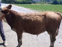 Bulle, Simmental cattle — Foto 1