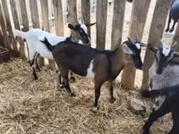 Cabro, Cabras — foto 4