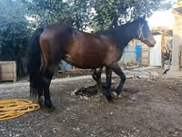 Азаргагүй морь, Адуу — 2 зураг