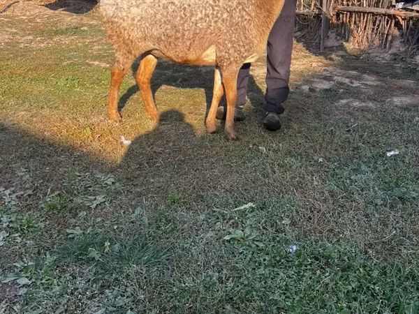 Schaf, Arashan sheep