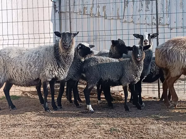 Хонь, Romanov sheep