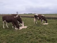 母牛, Russian Black pied cattle — 照片 2