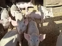 Pigs (batch, sex not specified) — photo 1
