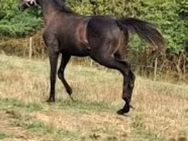 Hengst, Thoroughbred horse
