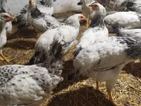 Chickens — photo 1