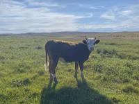 Хонь, Qashqai sheep — 6 зураг