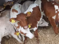 أبقار (دفعة، الجنس غير محدد), Simmental cattle — الصورة 1