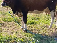 بقرة, Simmental cattle — الصورة 7