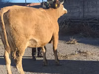 Kuh, Simmental cattle — Foto 5