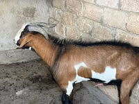 تيس, Nubian Goat — الصورة 2