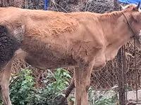 Bulle, Simmental cattle — Foto 5