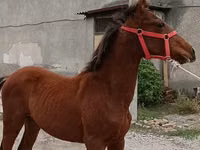 公马, Budyonny horse — 照片 1