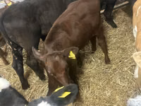 Bovinos (lote, sexo no especificado), Ganado vacuno — foto 2