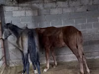 Адуу, French Trotter — 1 зураг