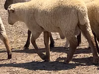Хуц, Hampshire sheep — 2 зураг