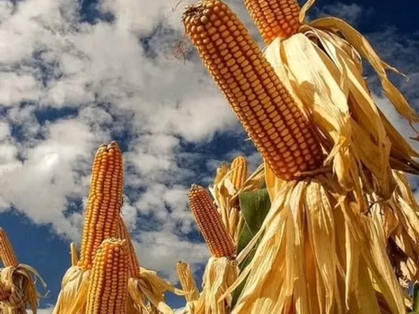 Продаю кукуруза 🌽 турецкий ПОЧАТКАХ. 1кг 12сом адрес КАРА Балта