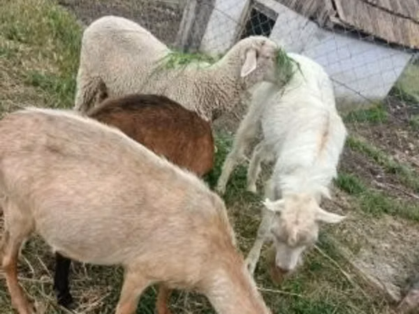 Хуц, Merino sheep