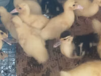 Ducks — 照片 2