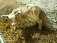 ثور, الماشية — الصورة 2
