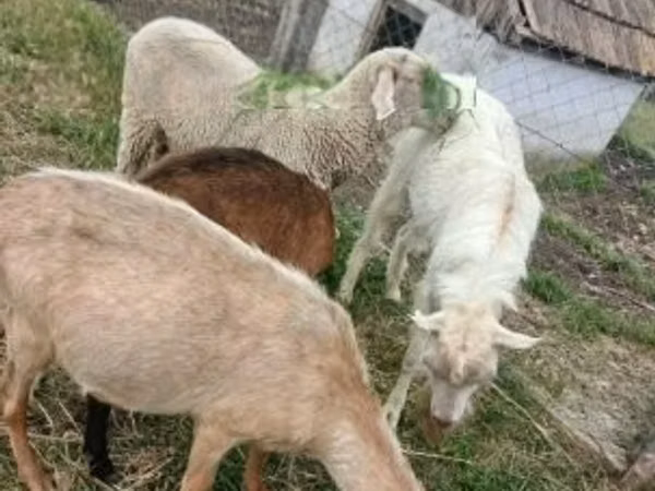Хуц, Merino sheep