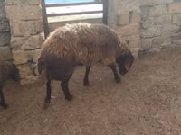 كبش, الأغنام — الصورة 3
