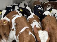 मवेशी (लॉट, लिंग निर्दिष्ट नहीं), Simmental cattle — फ़ोटो 7