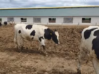 بقرة, Russian Black pied cattle — الصورة 3