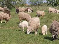 نعجة, Edilbay sheep — الصورة 3