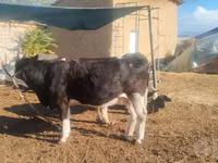 Cow, Russian Black pied cattle — photo 2