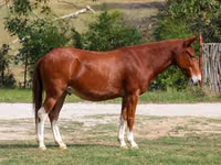 घोड़ा, Mule — फ़ोटो 1