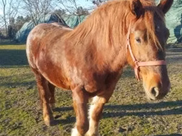 母马, Hungarian horse breed