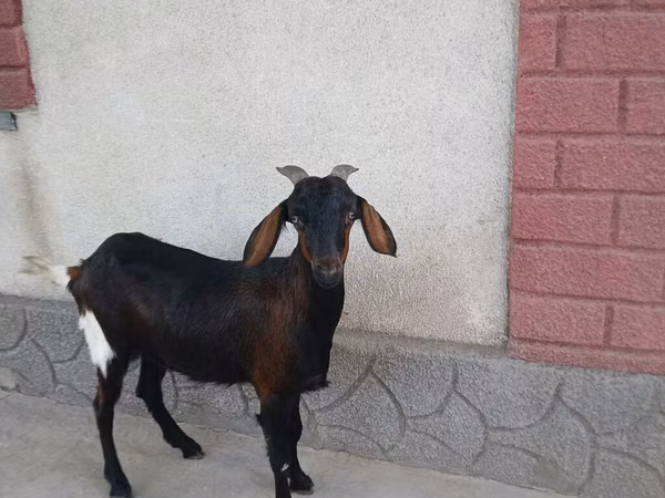 Cabra, Nubian Goat