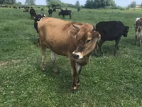 Kuh, Holstein-Rasse — Foto 5