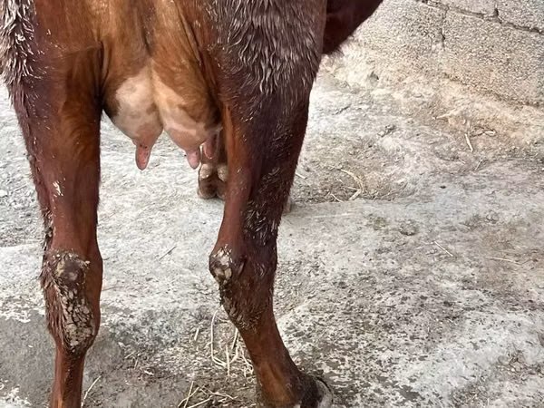 Cow, Cattle