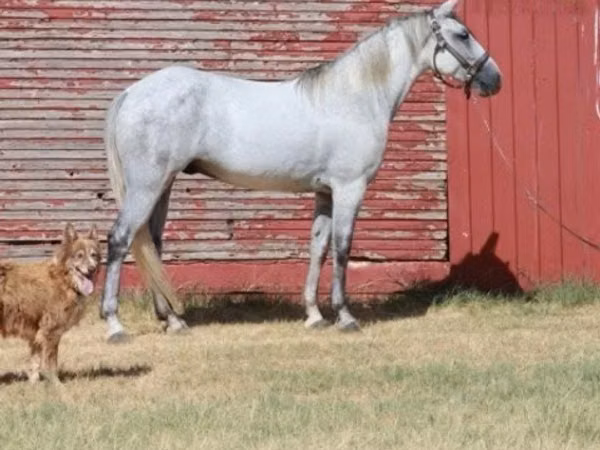 公马, Tennessee Walking Horse