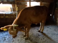 Cattle (batch, sex not specified), Cattle — photo 2