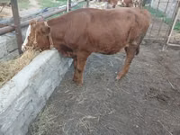 Cow, Simmental cattle — photo 1