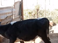 ثور, Russian Black pied cattle — الصورة 7