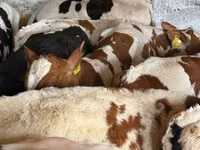 牛只（批次，未指定性别）, Simmental cattle — 照片 5