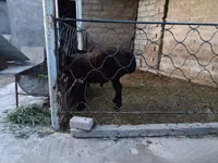 Хуц, Хонь — 2 зураг