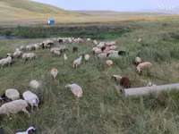 Oveja, Balbas sheep — foto 4