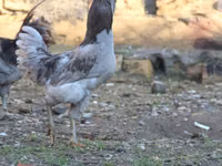 Ameraucana — photo 2